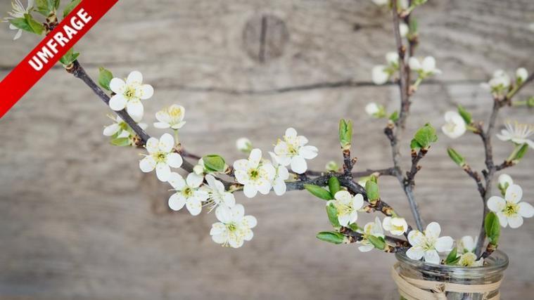 Am besten eignen sich Zweige von Obstbäumen, die zuerst die Blüte und dann das Blatt bilden - traditionell wird ein Kirschzweig verwendet. - Foto: Facebook