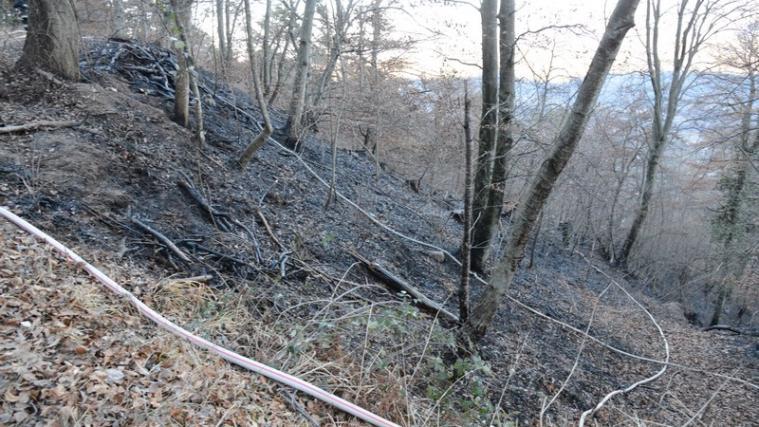 2 Hektar Wald sind vom Brand betroffen. - Foto: DLife