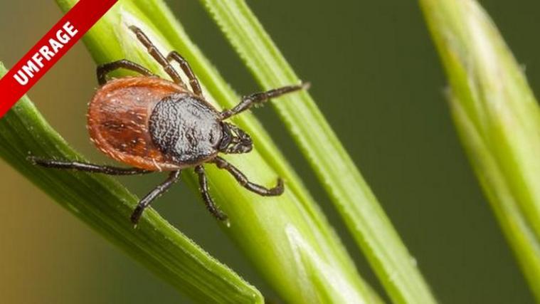 Im Unterschied zur Frühsommermeningoenzephalitis, die ebenfalls von Zecken verursacht wird (die „Dolomiten“ berichteten) kann man sich gegen Lyme-Borreliose nicht impfen lassen.