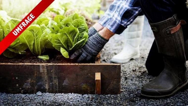Ein paar Bauernregel zu kennen und zu beherzigen, schadet Hobbygärtnern nicht.