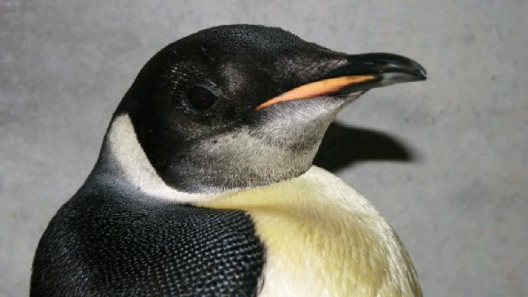 Symbolfoto