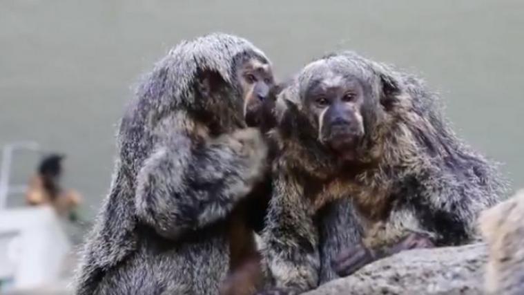 Die Affen haben sich tierisch gern. - Foto: twitter/@KarlsruheHD