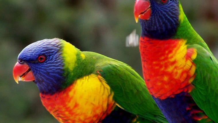Allfarbloris (im Bild) zählen zu den exotischen Vogelarten, für deren Haltung und Vermarktung keine eigens ausgestellte Bewilligung nötig ist. Foto: LPA