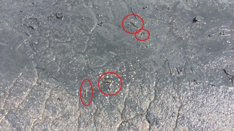 Die oberitalienischen Bachneunaugen waren mitten auf der Straße, am heißen Asphalt zum Sterben und Vertrocknen verurteilt. - Foto: Dachverband für Natur- und Umweltschutz