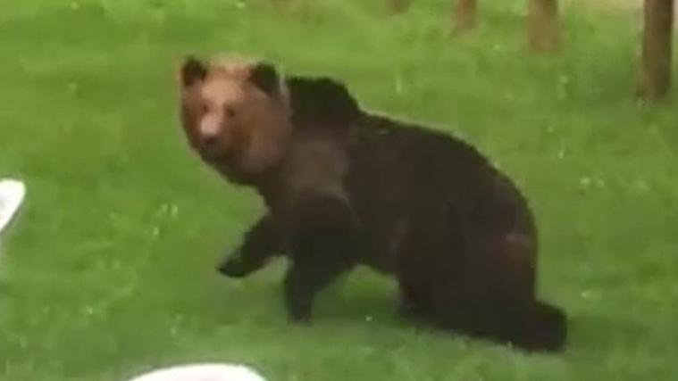 Der Bär spazierte im Gastgarten umher. - Foto: Screenshot/Video