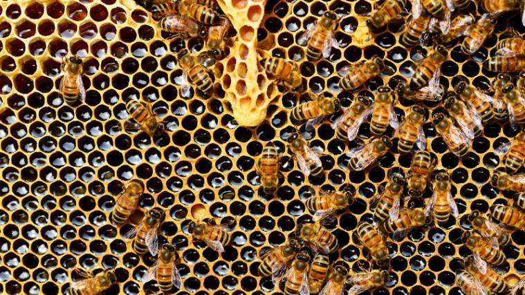 Bienen haben gern ein natürliches Umfeld. - Foto: LPA/Pexels