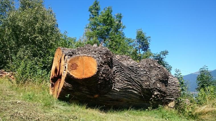 4 Bildhauer werden die Kastanienbäume bearbeiten. - Foto: Privat