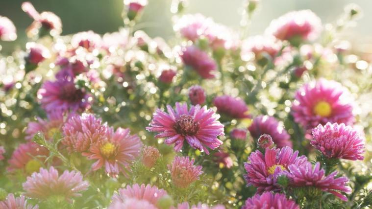Der Juni soll uns den langersehnten Sommer bringen.