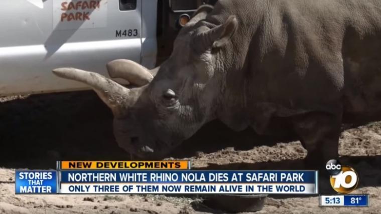 Das Nördliche Breitmaulnashorn "Nola" ist im Zoo von San Diego im Alter von 41 Jahren verendet. (Foto; Screenshot YouTube Video)