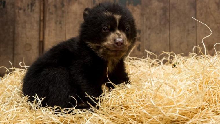 Der kleine Bär wurde am 26. Dezember geboren. - Foto: Facebook/Tierpark Berlin