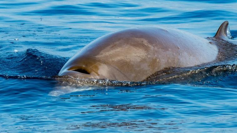 Der Cuvier-Schnabelwal ähnelt einem Delphin, zählt jedoch auch aufgrund seiner Größe zu den Walen.