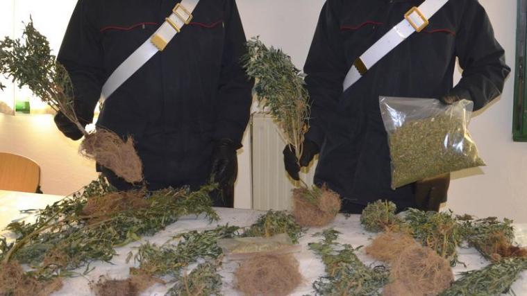 Ausgebuddelt und mitgenommen: Die Carabinieri haben die Hanfpflanzen beschlagnahmt, den Mann angezeigt. - Foto: Carabinieri
