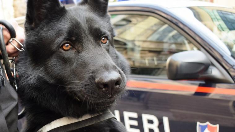 Drogenhund Zeus hatte in der Wohnung eines jungen Marokkaners angeschlagen. - Foto: Carabinieri