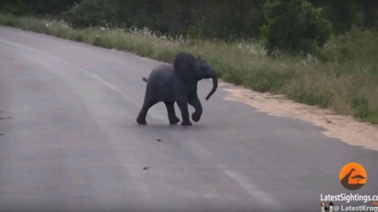 Ein kleiner Elefant im Kruger National Park spielt mit den Schwalben. - Foto: Screenshot Youtube