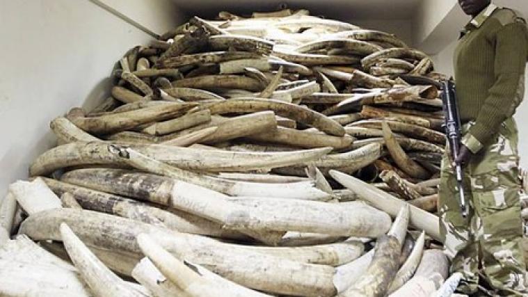 15 Tonnen Elfenbein wurden beschlagnahmt und vernichtet.
