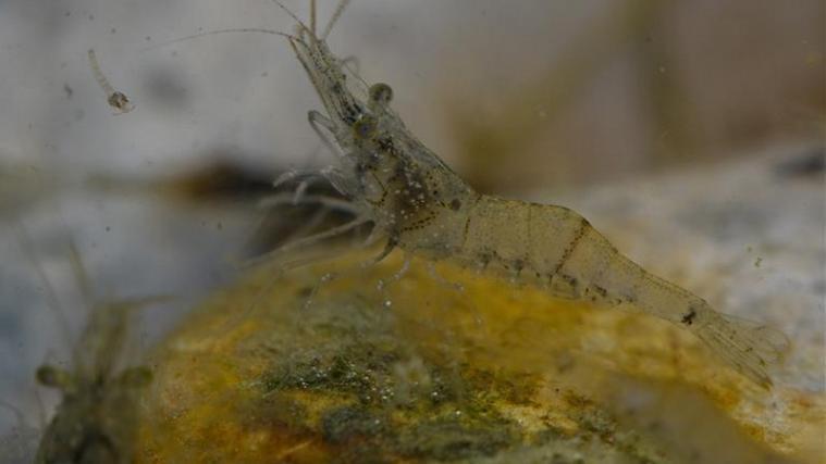Erstmals nördlich des Gardasees gesichtet: die bis zu fünf Zentimeter große Europäische Süßwassergarnele (Palaemonetes antennarius). - Foto: Simon Schwienbacher