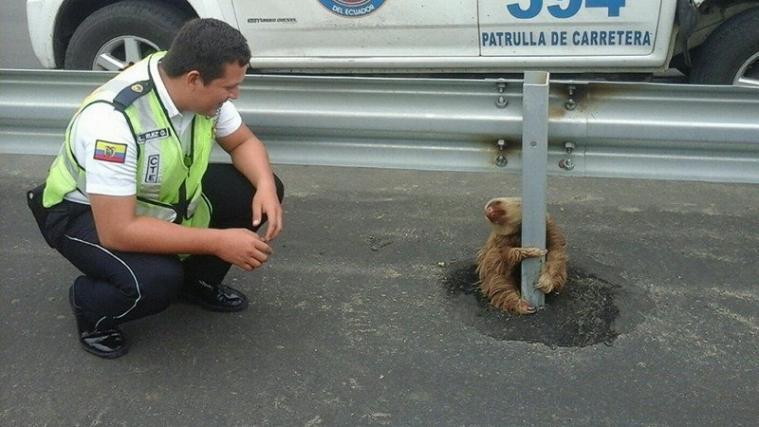 Beamte der Autobahnpatrouille in Ecuador haben ein völlig verängstigtes Faultier gerettet. - Foto: Facebook/Comisión de Tránsito del Ecuador