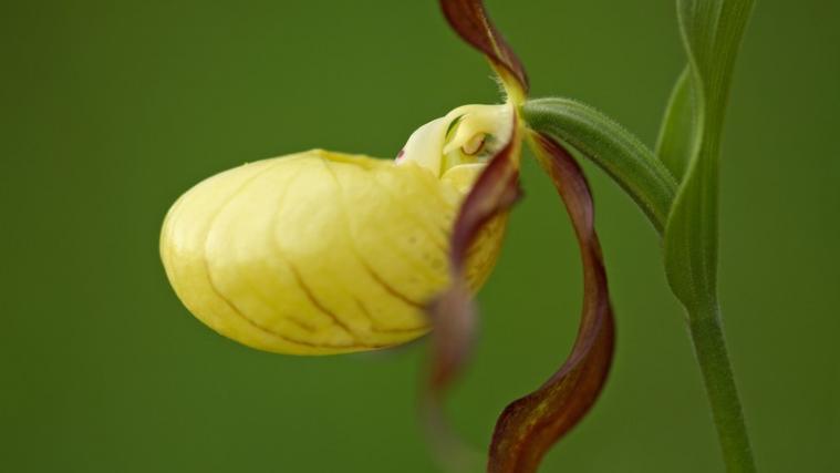 Die Orchidee Frauenschuh.