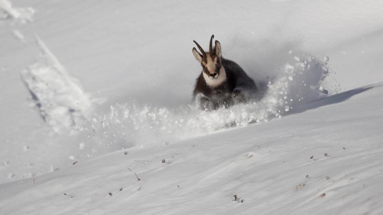 Flüchtende Gams: Für viele Wildtiere kann eine Störung im Winter lebensgefährlich werden. - Foto: Josef Hackhofer