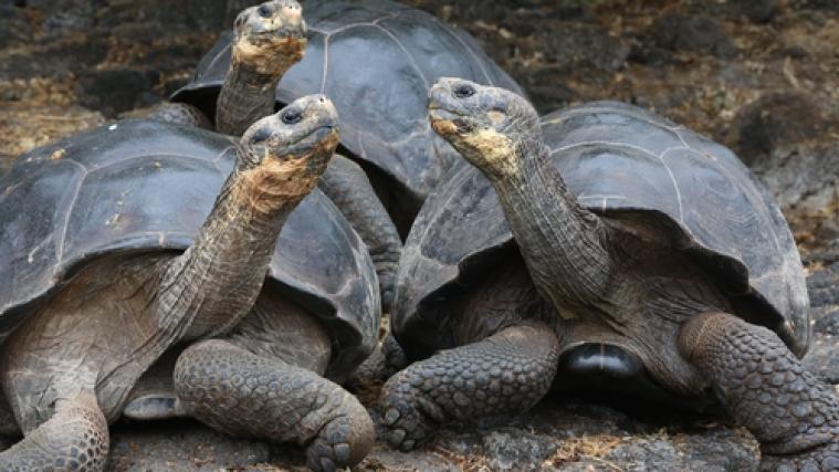 Galapagos Schildkröten