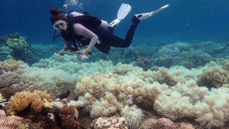 Wissenschafter sind angesichts des Ausmaßes der Korallenbleiche am berühmten Great Barrier Reef besorgt.