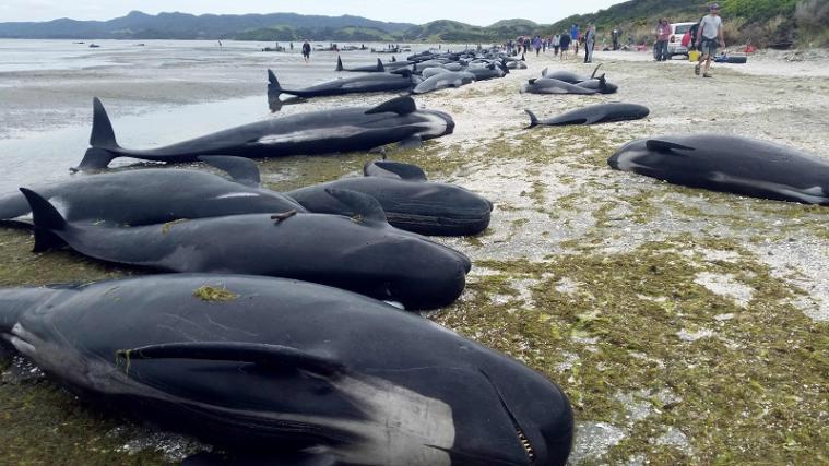 Hunderte Grindwale sind am Freitag in Neuseeland gestrandet. Nur wenige von ihnen konnten gerettet werden.