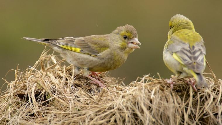 50 illegal gefangen gehaltene Vögel wurden am Dienstag befreit, darunter auch Grünfinke (im Bild).