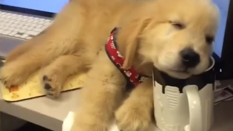 Der Golden Retriever scheint ziemlich müde zu sein. - Foto: Video