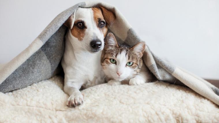 Signale sollten mit ruhiger Stimme gegeben werden, denn oft hören Tiere Anspannung oder Stress heraus.