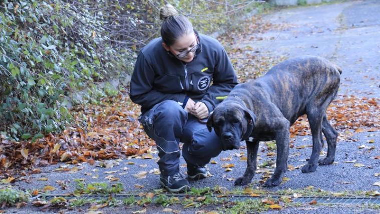 Statt Tiere illegal zu erwerben, sollte einem der Hunde, die derzeit im Tierheim in der Sill unter anderem von Mitarbeiterin Andrea Schwembacher betreut werden, ein neues Zuhause geschenkt werden. - Foto: LPA/Maja Clara