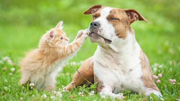 Auch Hunde und Katzen können auf Insektenstiche allergisch reagieren.
