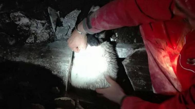 Im Passeiertal rettete die Feuerwehr einen kleinen Hund aus einem Straßenkanal. Der Vierbeiner war darin stecken geblieben. - Foto: FF Moos
