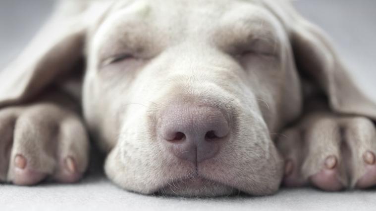 Wenn der Hund unter Atemnot oder Atemstillstand leidet, gibt es ähnlich wie beim Mensch verschiedene Schritte, um erste Hilfe zu leisten.