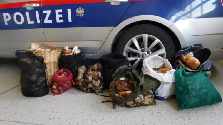 62 Kilogramm Pilze wurden beschlagnahmt und an Altenheime in der Umgebung übergeben.