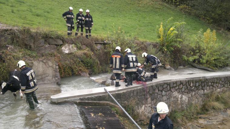 Die Tiere wurden befreit. - Foto. FFW St. Peter