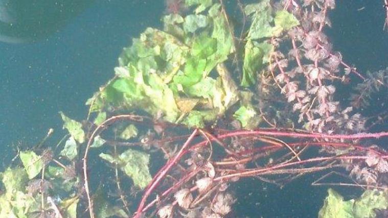 Das Tausendblatt (Myriophyllum spicatum) und die gelbe Teichrose (Nuphar lutea) im Kalterer See. - Foto: Landesumweltagentur