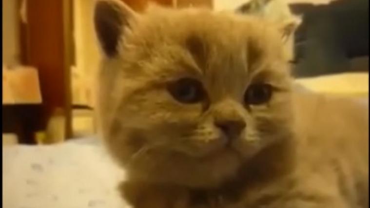 Die Katzen rutschen frohen Mutes ins Wochenende. - Foto: Youtube