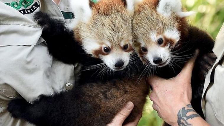 Keta und Mandu zeigen sich der Öffentlichkeit.