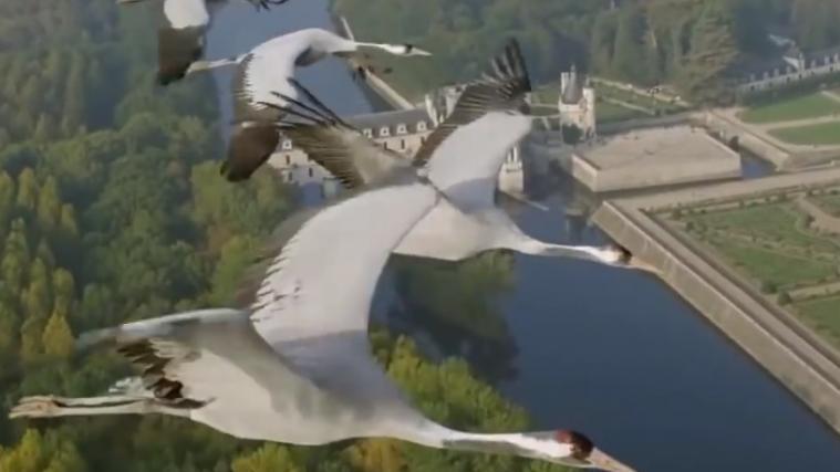 Die Kraniche überfliegen das weltberühmte Loire-Tal in Frankreich.