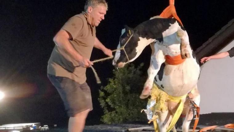 Die Kuh blieb im Dach stecken. - Foto: Facebook/Funke News