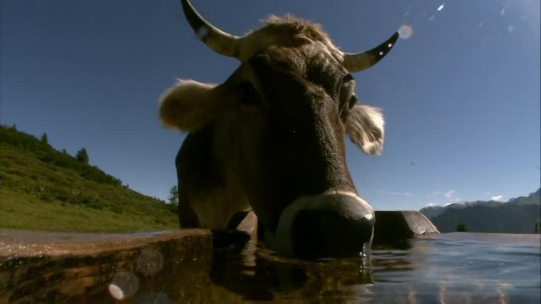 Für Kühe - sprich Großvieheinheiten - ist mehr Wasser vorgesehen.