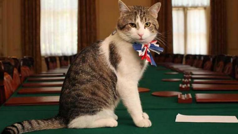 Larry, einzige Katze der Welt mit dem offiziellen Titel „Chief Mouser to the Cabinet Office“- dem "Chef-Mausefänger der Regierung" - Photo: www.gov.uk