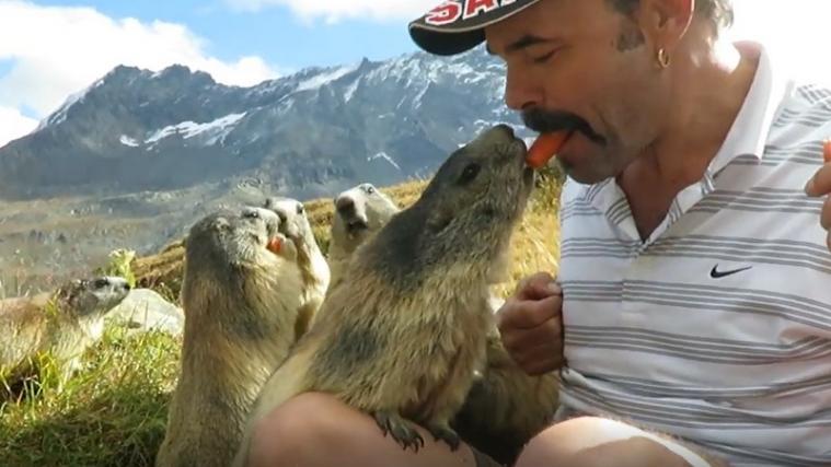 Der Mann füttert die Murmeltiere mit Karotten.
