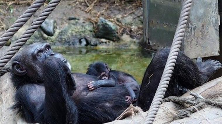Im Leipziger Zoo ist ein Schimpansen-Junges zur Welt gekommen. - Foto: Facebook