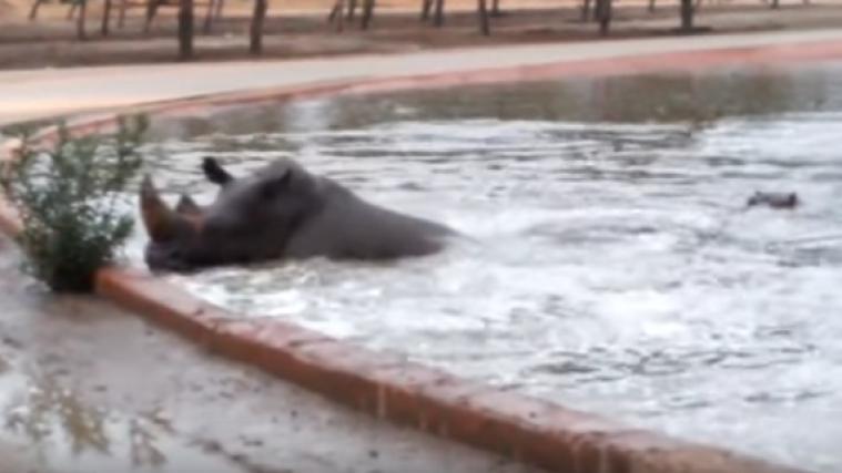 Verzweifelt versucht das Nashorn aus dem Wasserbecken zu entkommen. - Foto: Screenshot/YouTube
