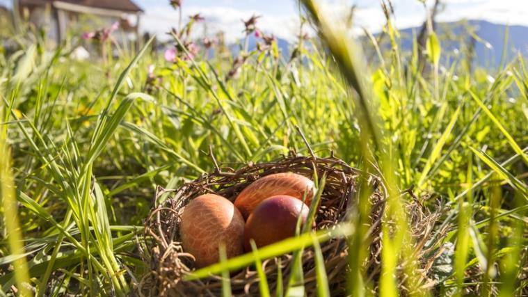 Dank der artgerechten Tierhaltung können die Konsumenten zu Ostern ihre Eier mit gutem Gewissen genießen. - Foto: Bauernbund