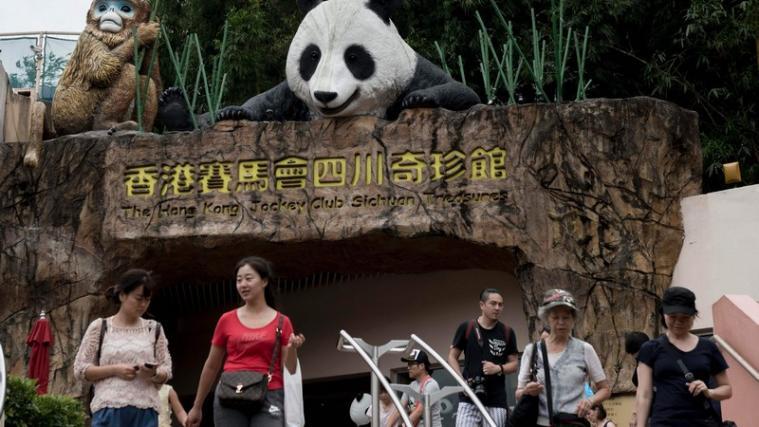 Der älteste in Gefangenschaft gehaltene Panda Jia Jia ist im Alter von 38 Jahren gestorben.