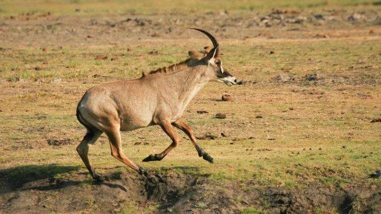 Im Nationalpark Comoé befinden sich verschiedenste Tierarten, wie die Pferdantilope.