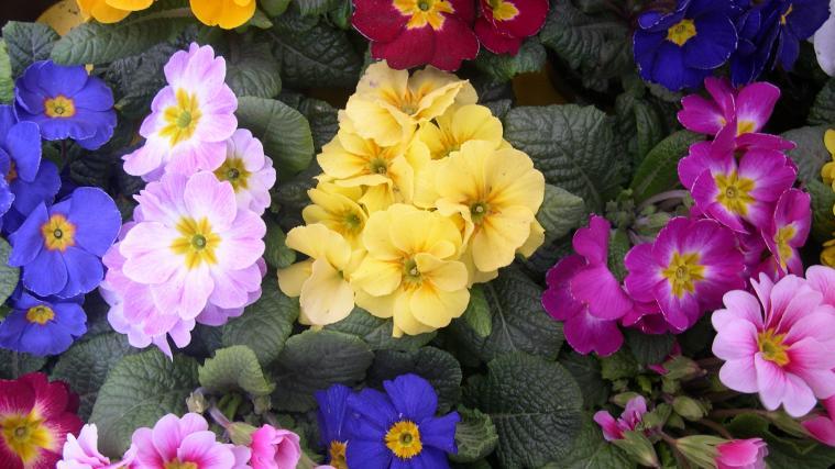 Über 2000 Blumen werden Südtirols Gärtner am Valentinstag verschenken.
