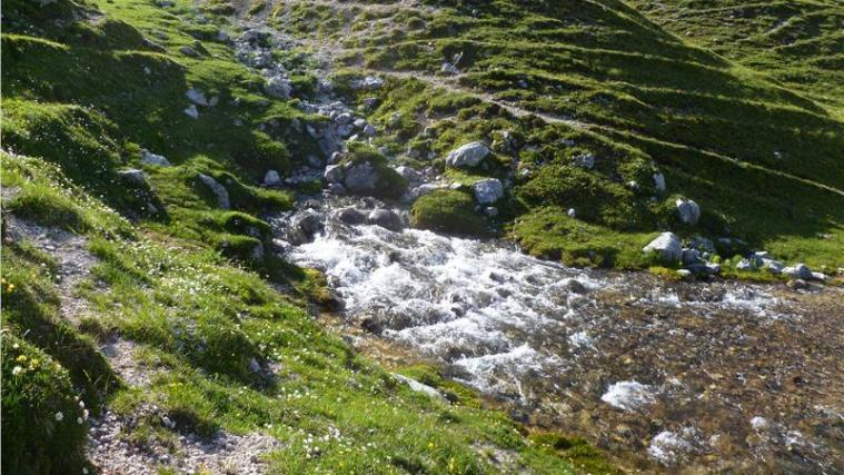 Quellbäche sind der Gewässertyp des Jahres 2016 in Südtirol: Sie sind besonders schutzbedürftig.